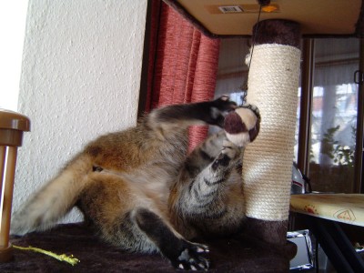 Kitty in Aktion (8).jpg