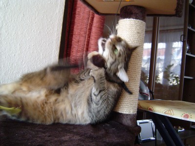Kitty in Aktion (6).jpg