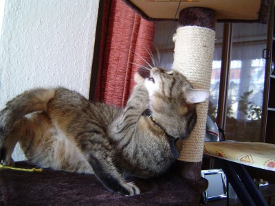 Kitty in Aktion (5).jpg