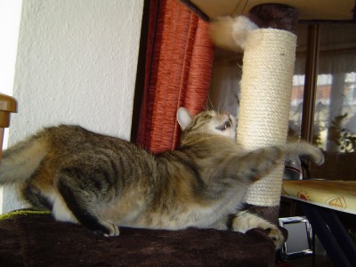 Kitty in Aktion (4).jpg