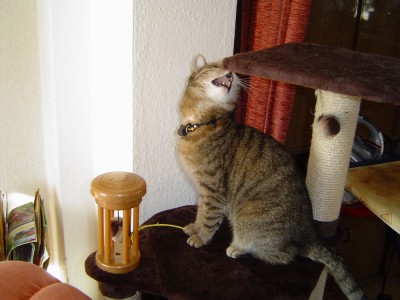 Kitty in Aktion (2).jpg