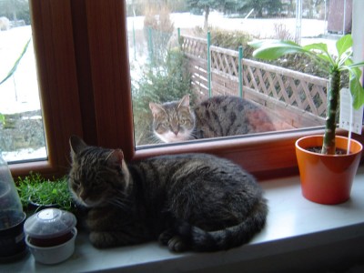 Kitti drin, Tiffy draußen.jpg