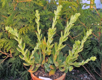 Echeveria ´Pulvi-Carn´ (4a).jpg