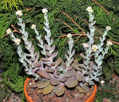 Echeveria carnicolor (8a).jpg