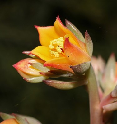 Echeveria ´Victor´ (3a).jpg