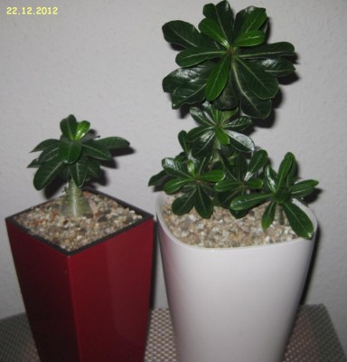 Wüstis vom 22.12.2012.JPG