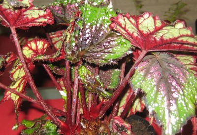 Bild green24 3 344.jpg