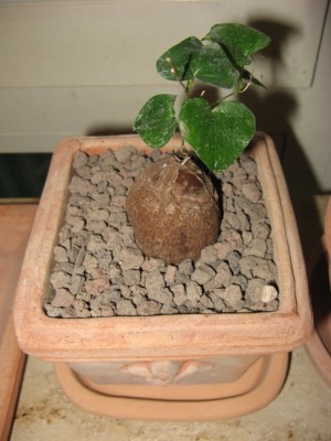 D. elephantipes 01.jpg