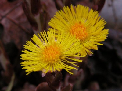 Tussilago-farfara.jpg