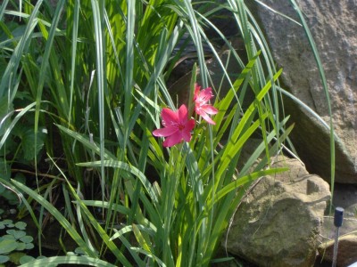 Wassergladiole.jpg