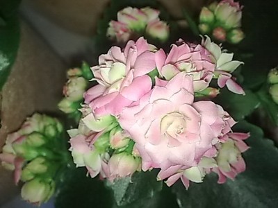 ..flammendes Kätchen'zart rosa gefüllt blühend.JPG