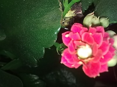 ..flammendes Kätchen'himmberfarben gefüllt blühend.JPG