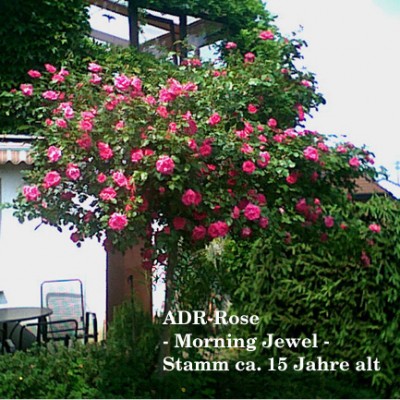 Trauerrose3.jpg