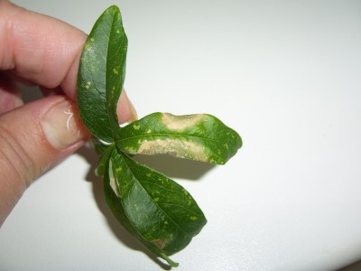 2012-02-09_klein.jpg