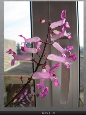 Blüten.jpg