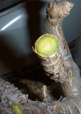PB13.jpg