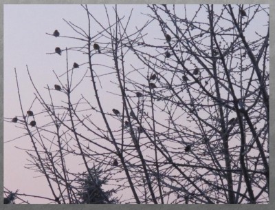 frierende Vögel.jpg