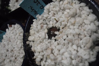 Litschi klein 20012012.jpg