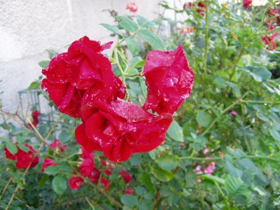 RosenRegen.jpg