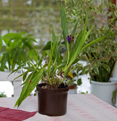 orchidee-2.jpg