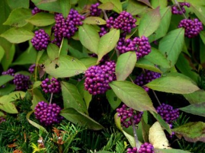 Die lila Beeren.JPG