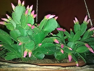 ..Rhipsalis..Rhipsalidopsis.JPG