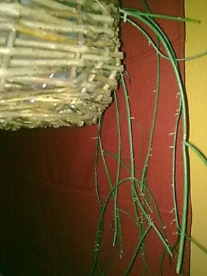 ..Rhipsalis..JPG