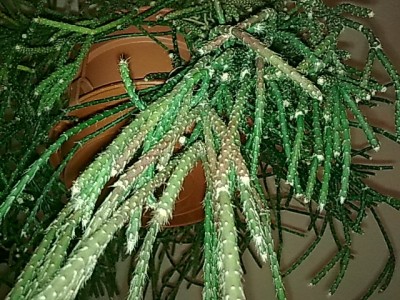 ..Rhipsalis.JPG