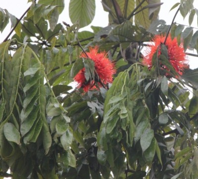 110. Baum, IMG_7582.JPG