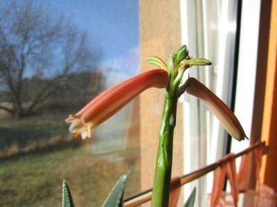 Aloe var.jpg