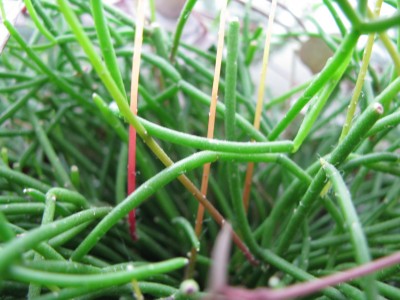 Rhipsalis Stachel.jpg