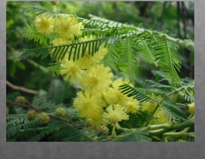 Blüte.JPG