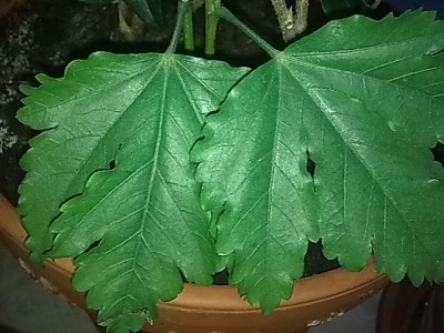 ..Hibbi'Hibiscus rosa sinensis.JPG