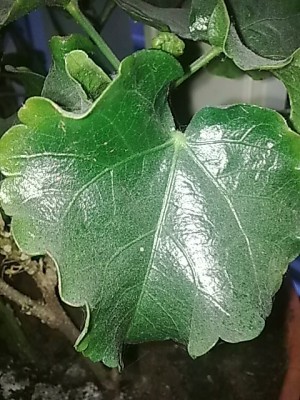 ..Hibbi'Hibiscus roa sinensis...JPG