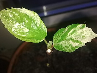 ..Hibbi'Hibiscus cooperi.JPG