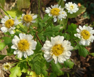 Mutterkraut Tanacetum parthenium.jpg