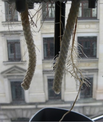 Kaffee Wurzelwerk 13.02.2012.jpg