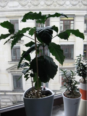 Kaffee 13.02.2012.jpg