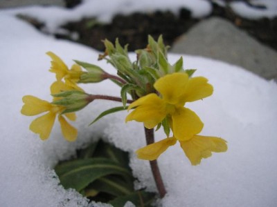 Herbstprimelnov06.jpg