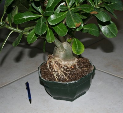 2012-02-14 17-02-37 - IMG_5803.JPG