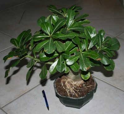 2012-02-14 17-02-28 - IMG_5802.JPG