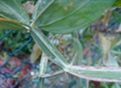 Staudenwicke Lathyrus latifolius.jpg