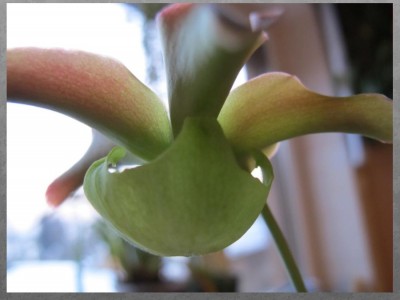 blüte.jpg