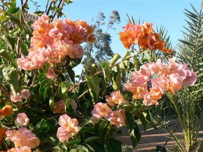 Bougainvillea IV.jpg