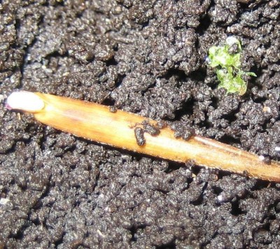 Bild green24 3 392.jpg