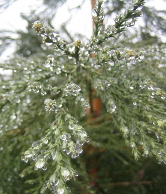 Bild green24 3 377.jpg