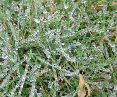 Bild green24 3 375.jpg