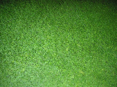 P1012437.JPG