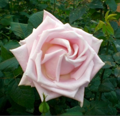 Rose.jpg