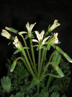 Pel. appendiculatum 2.JPG